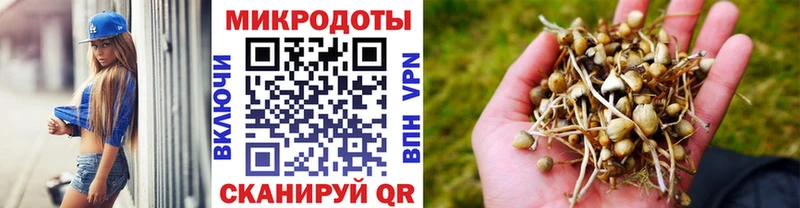 Псилоцибиновые грибы Psilocybe  Тверь 